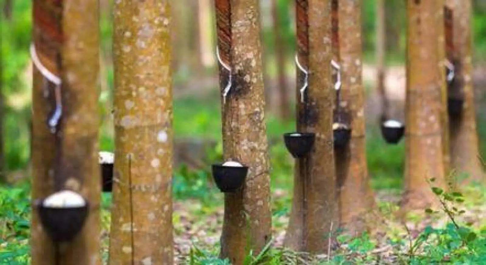 Setor de borracha vive crise anunciada