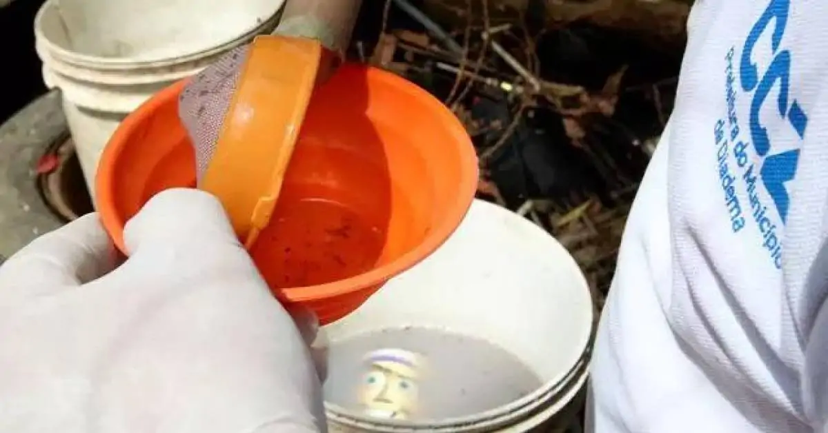 Aumento de larvas de Aedes aegypti encontradas em pneus é sinal de alerta