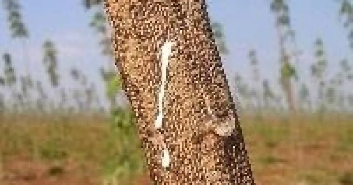 Borracha natural: entenda os problemas e soluções do setor