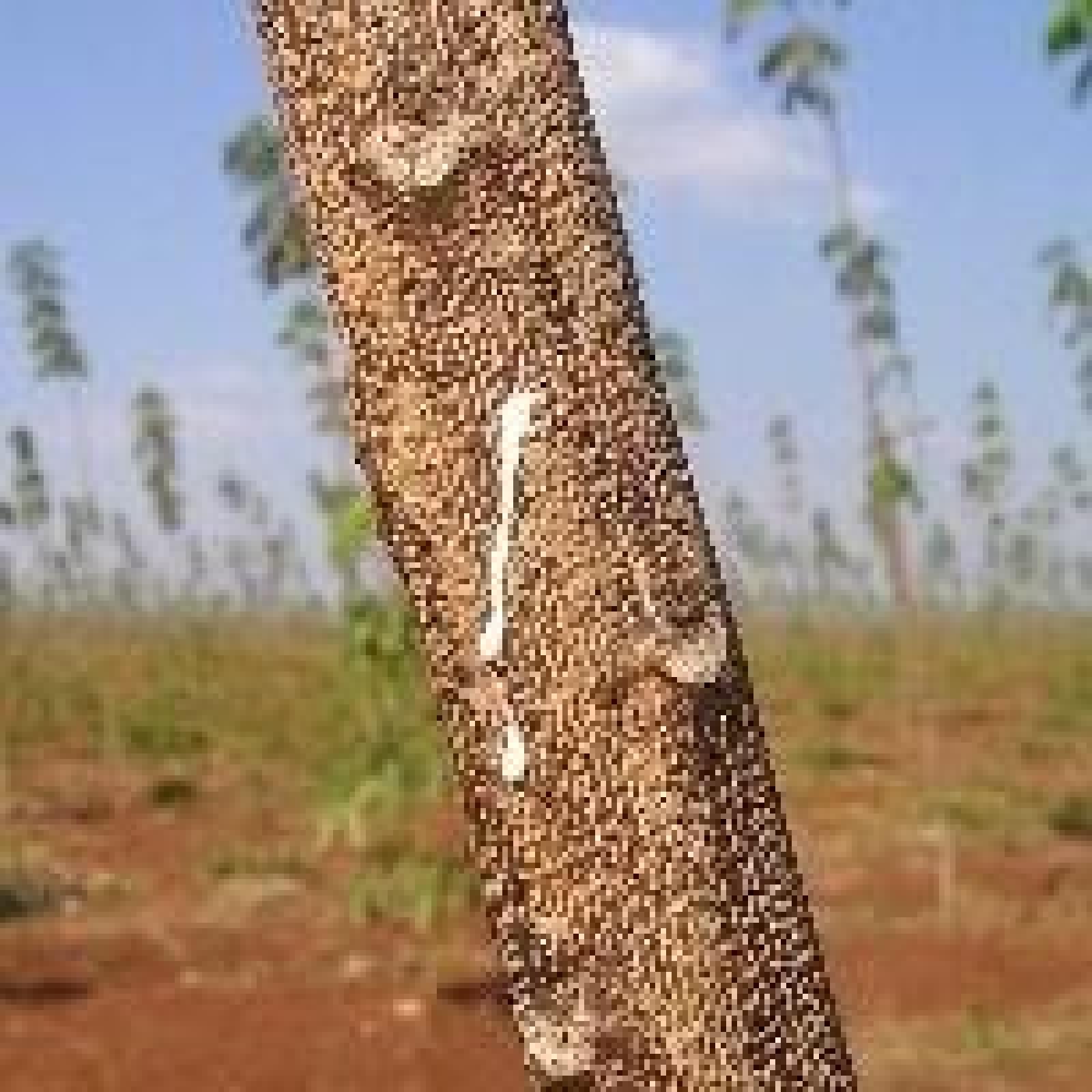 Borracha natural: entenda os problemas e soluções do setor