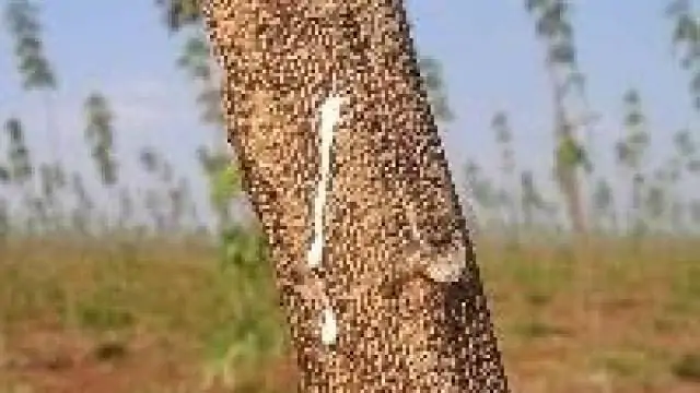 Borracha natural: entenda os problemas e soluções do setor