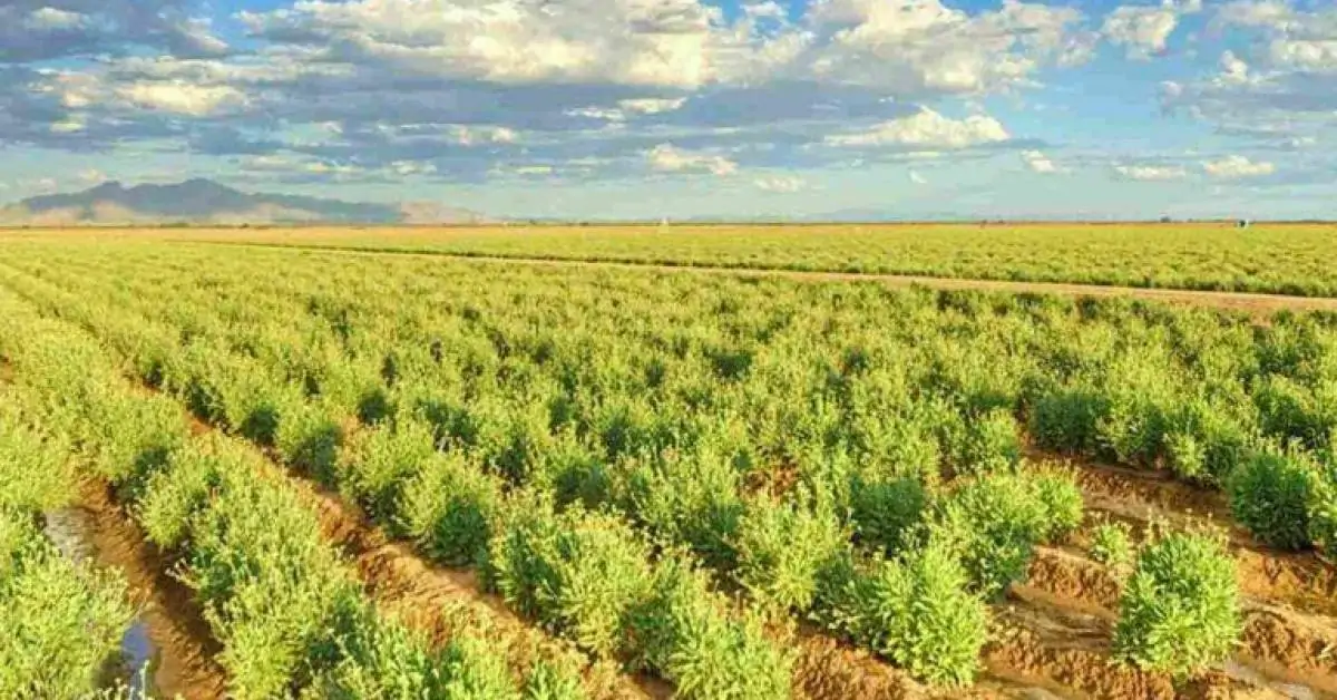 Bridgestone investe R$ 500 milhões para produzir borracha no deserto