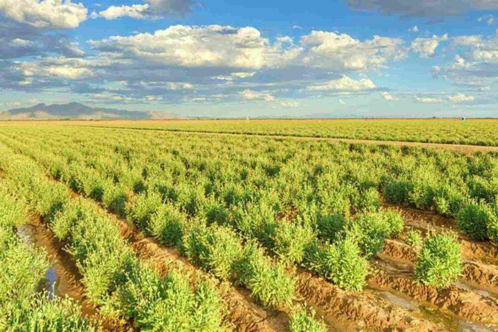 Bridgestone investe R$ 500 milhões para produzir borracha no deserto