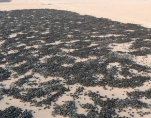 Com 500.000 pneus virando tijolos por dia, empresa transforma lixo em piso resistente com máquinas gigantes, processo brutal de trituração e a maior operação de reciclagem da Nigéria