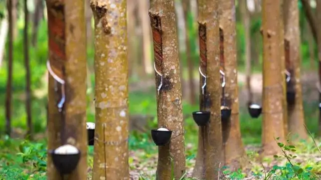 Conab realiza leilão de Pepro de borracha natural em nove estados