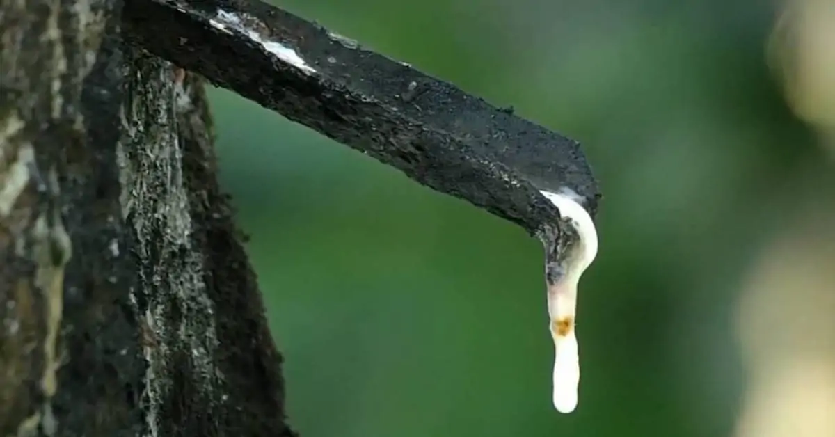 Crise na borracha leva produtores a abandonarem seringais
