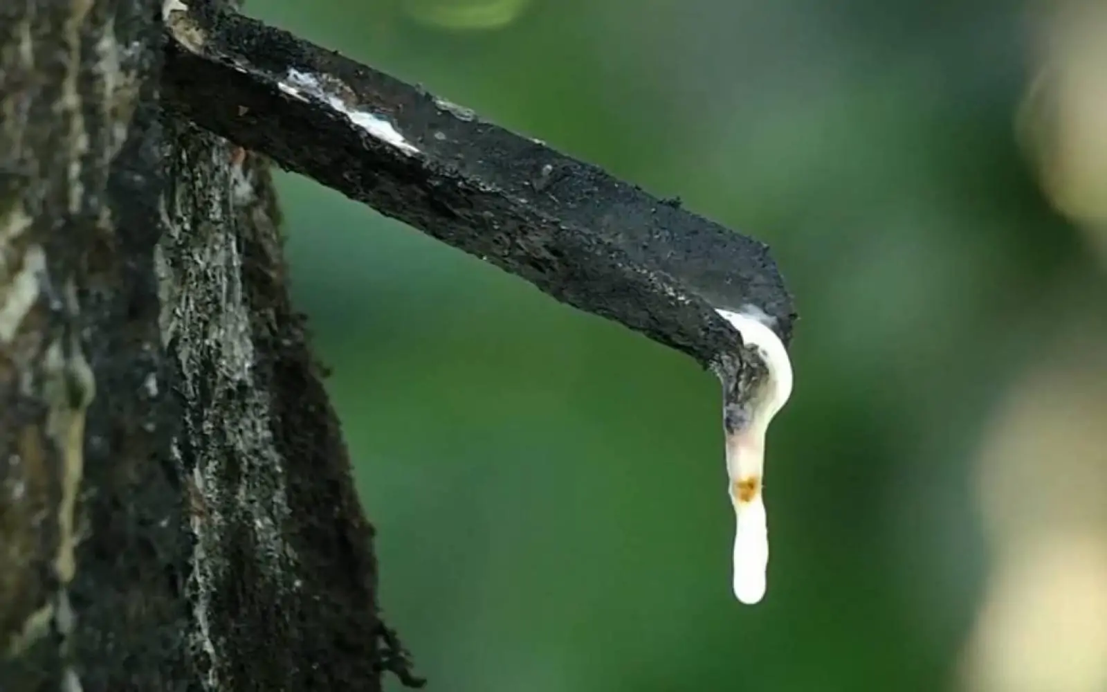 Crise na borracha leva produtores a abandonarem seringais