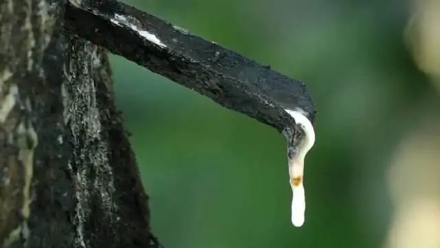 Crise na borracha leva produtores a abandonarem seringais