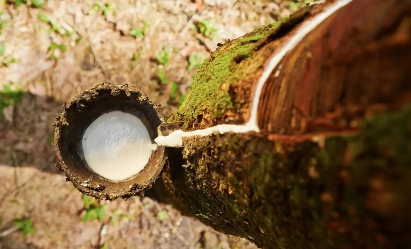 Governo aumenta imposto para importação de borracha natural no Brasil