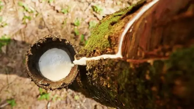 Governo aumenta imposto para importação de borracha natural no Brasil