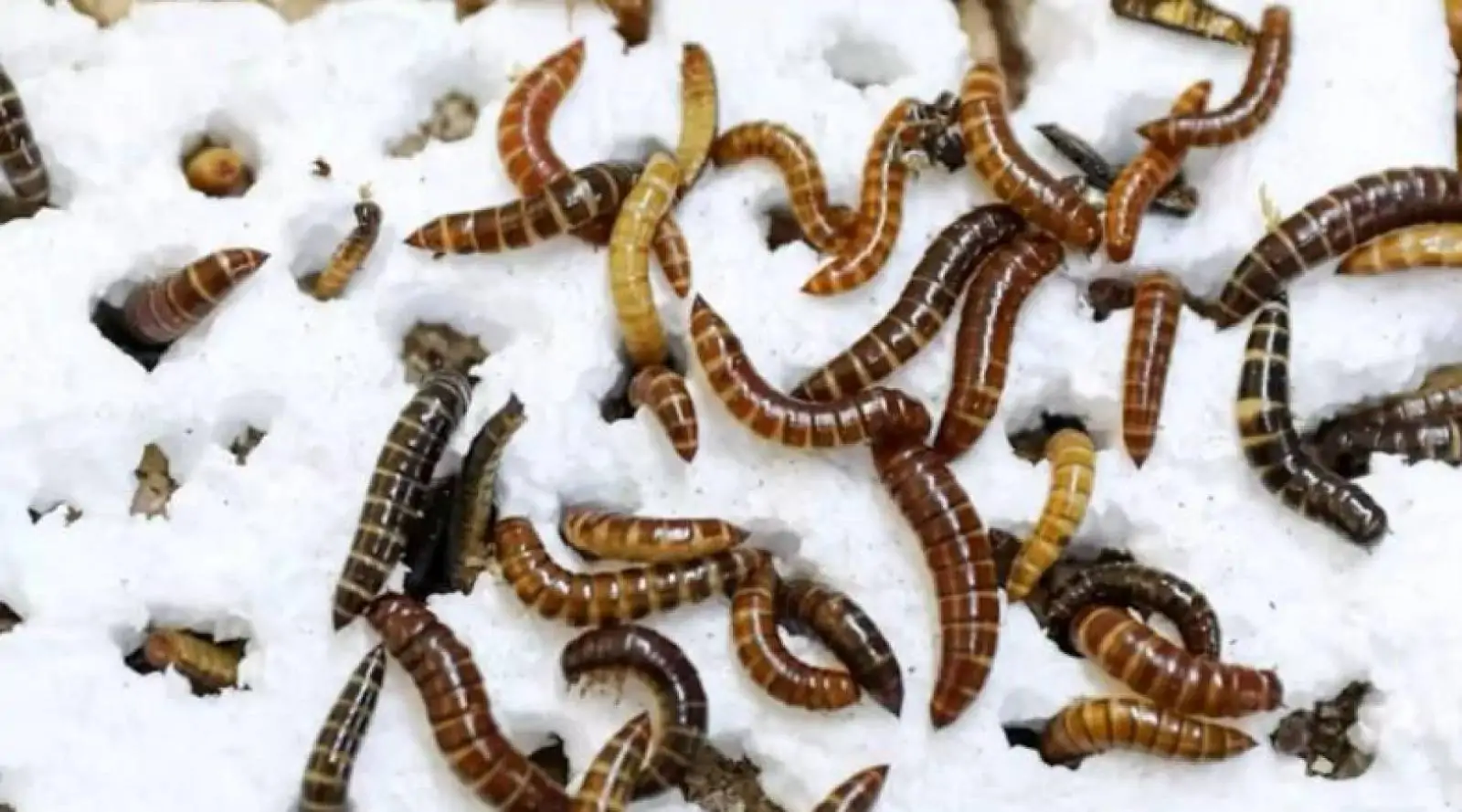 Inseto comedor de plástico é descoberto no Quênia e pode mudar a reciclagem