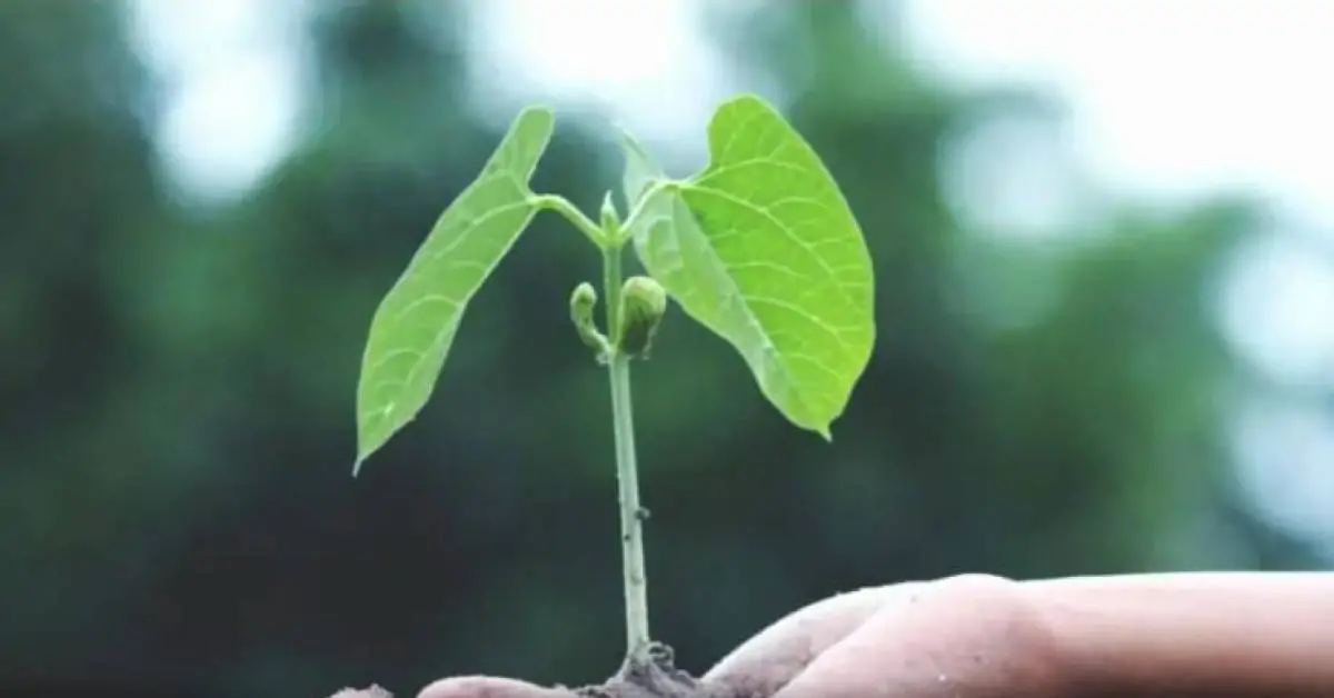 MEIO AMBIENTE Reciclagem e sustentabilidade são aliadas no desenvolvimento e futuro da sociedade
