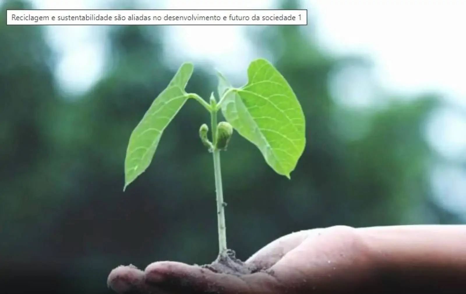 MEIO AMBIENTE Reciclagem e sustentabilidade são aliadas no desenvolvimento e futuro da sociedade