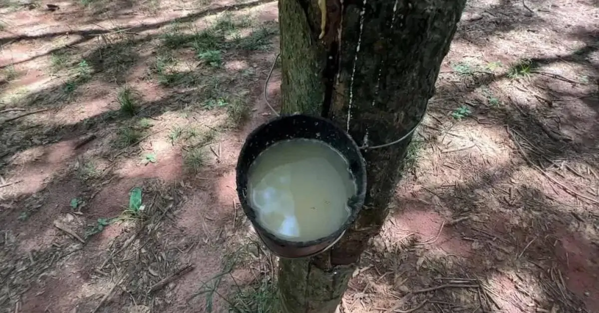 Preço do coágulo da borracha despenca e setor entra em crise