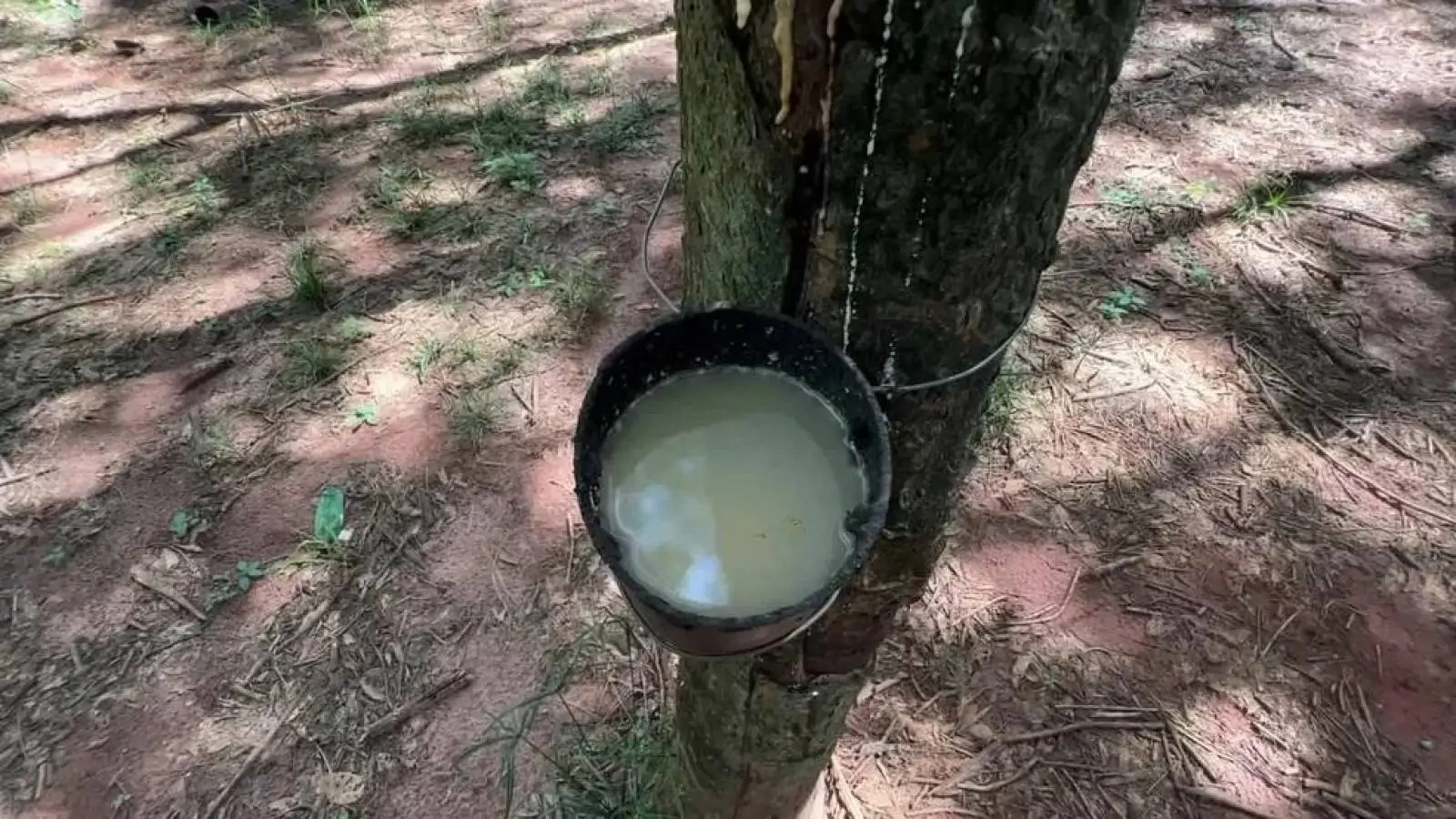 Preço do coágulo da borracha despenca e setor entra em crise