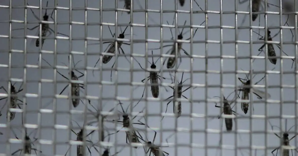 São Paulo decreta estado de emergência para dengue
