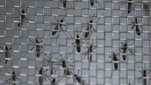 São Paulo decreta estado de emergência para dengue