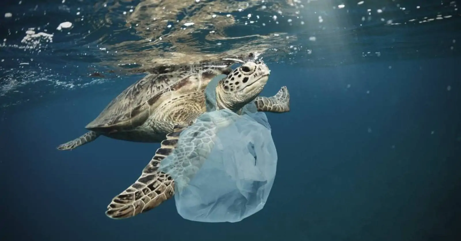 Termina o prazo de adaptação das novas regras federais de logística reversa e uso do plástico reciclado